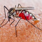 Solutii naturale impotriva tantarilor
