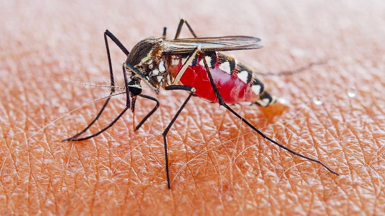 Solutii naturale impotriva tantarilor